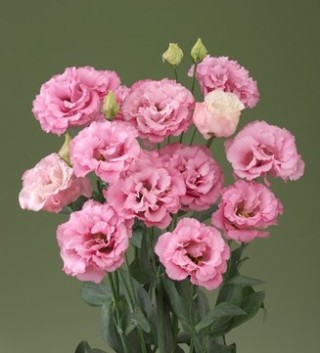 img-1: Эустома Корелли 1 Дип Пинк [500 драже] - ООО «Семена Тут»