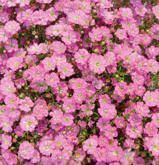 Гипсофила муралис Джипси Дип роуз [1000 шт] - ООО «Семена Тут»