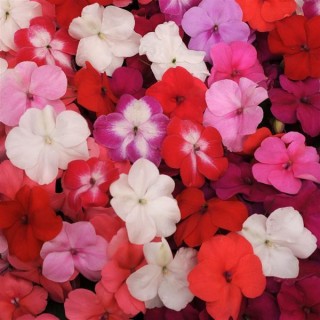 img-0: Бальзамин Супер Элфин F1 микс [30 шт] - ООО «Семена Тут»