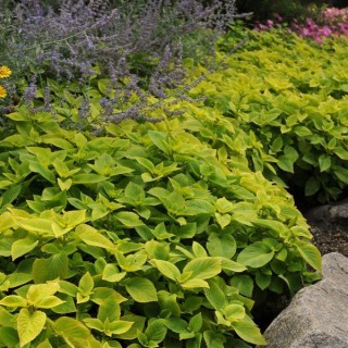 img-3: Колеус Премиум Сан Лайм Делайт [100 драже] - ООО «Семена Тут»