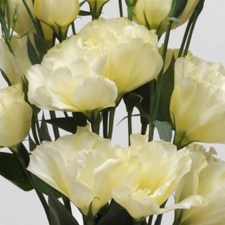 img-0: Эустома АБС Еллоу [1000 драже] - ООО «Семена Тут»