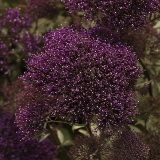 img-0: Трахелиум Лейк Форест Пепл [1000 драже] - ООО «Семена Тут»