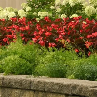 img-2: Аспарагус Фази Ферн Фриз [1000 шт] - ООО «Семена Тут»