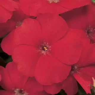 img-0: Флокс XXI век Скарлет [500 шт] - ООО «Семена Тут»