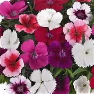 img-0: Гвоздика Коронет Микс [1000 драже] - ООО «Семена Тут»