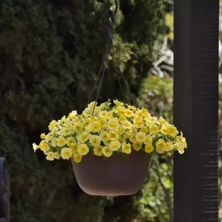 img-1: Петхоа Калибёрст Еллоу [1000 драже] - ООО «Семена Тут»