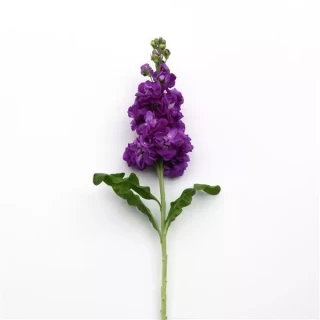 img-1: Маттиола Матильда Блю [1000 шт] - ООО «Семена Тут»