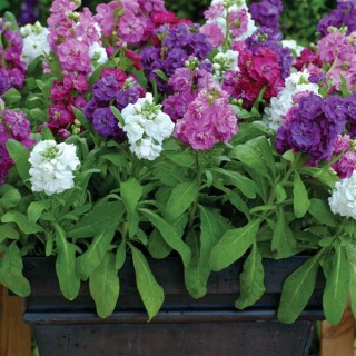 img-1: Маттиола Хот Кейкс Роуз [1000 шт] - ООО «Семена Тут»