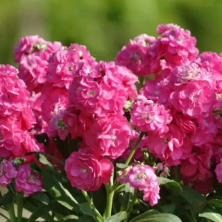 img-0: Маттиола Хот Кейкс Пинк [1000 шт] - ООО «Семена Тут»