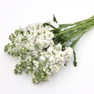 img-1: Маттиола Кац Хай Дабл вайт [5000 шт] - ООО «Семена Тут»