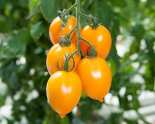 img-2: Томат Миньон F1 - ООО «Семена Тут»