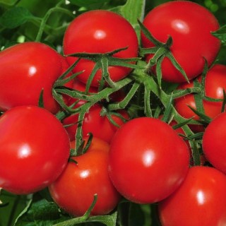 img-0: Томат Мадера F1 - ООО «Семена Тут»