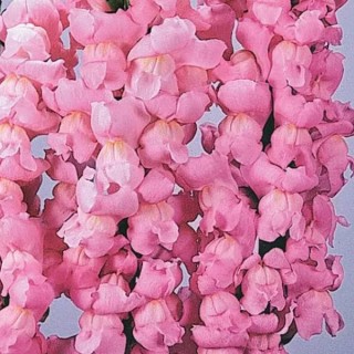 img-0: Львиный зев Мэриленд (группа 1,2) Йосемите Пинк [1000 шт] - ООО «Семена Тут»