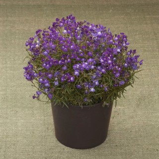 Линария Фантазиста Блю [100 м/драже] - ООО «Семена Тут»