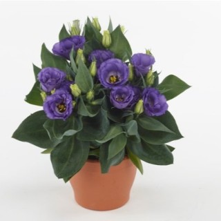 img-0: Эустома Джульетта Блю [500 драже] - ООО «Семена Тут»