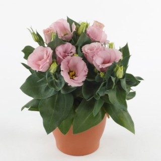 img-0: Эустома Джульетта Пинк [500 драже] - ООО «Семена Тут»