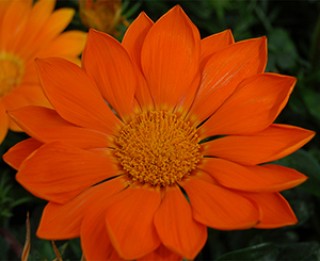 img-0: Газания Энорма Оранж [100 шт] - ООО «Семена Тут»