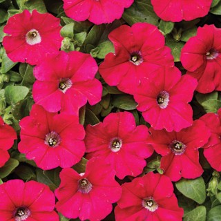 Петуния мелкоцветковая Карлик F1 Темно-розовая [1000 драже] - ООО «Семена Тут»