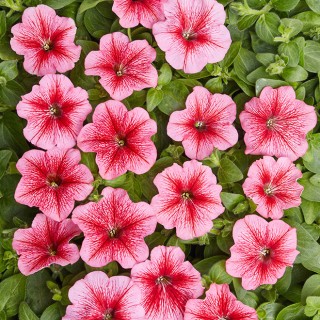 Петуния мелкоцветковая Карлик F1 Красная с прожилками [1000 драже] - ООО «Семена Тут»