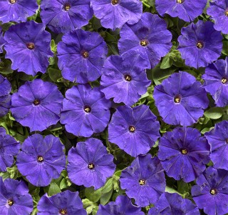 Петуния мелкоцветковая Карлик F1 Синяя [1000 драже] - ООО «Семена Тут»