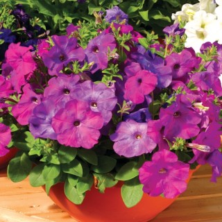 img-1: Петуния мультифлора Ура Лавендер Тай Дай [1000 драже] - ООО «Семена Тут»