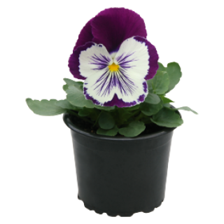 img-0: Виола крупноцветковая Кетс Плюс Парпл энд Вайт [100 шт] - ООО «Семена Тут»