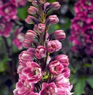 Дельфиниум высокий Дельфина Пинк Вайт Би [250 шт] - ООО «Семена Тут»