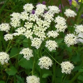 img-0: Анис овощной Айболит - ООО «Семена Тут»