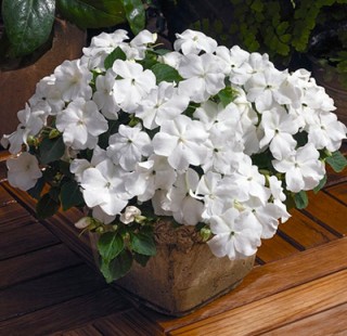 img-1: Бальзамин Экстрим F1 Вайт [100 шт] - ООО «Семена Тут»