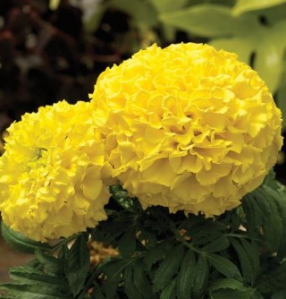 Бархатцы прямостоячие Прауд Мэри Еллоу [100 шт] - ООО «Семена Тут»