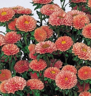 Астра Мацумото Эприкот  - ООО «Семена Тут»