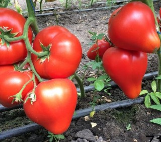 Томат Эрон F1 - ООО «Семена Тут»