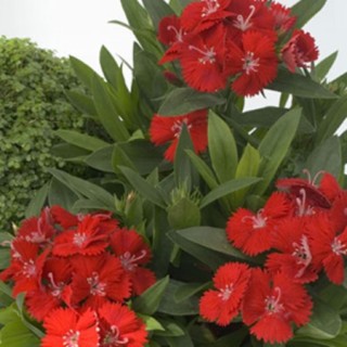 img-0: Гвоздика Чиба Скарлет [500 шт] - ООО «Семена Тут»