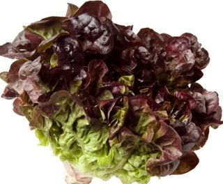 Салат Эзра - ООО «Семена Тут»