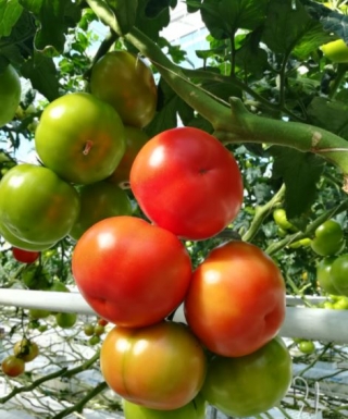 img-0: Томат Беркат F1 - ООО «Семена Тут»