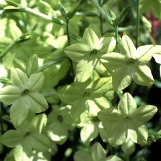 Табак Сандер Парфюм Лайм [1000 драже] - ООО «Семена Тут»