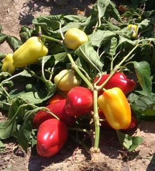 Перец Фёст F1 - ООО «Семена Тут»