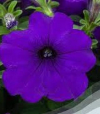 img-0: Петуния ампельная Фото Финиш Блю [100 драже] - ООО «Семена Тут»