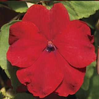 Бальзамин Экстрим F1 Ред [1000 шт] - ООО «Семена Тут»