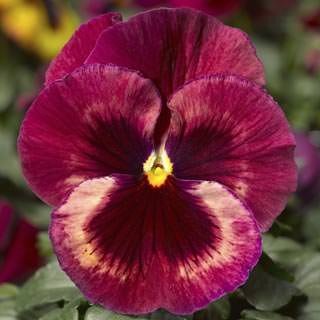 Виола крупноцветковая Дельта Спиди Роуз Медли [100 шт] - ООО «Семена Тут»