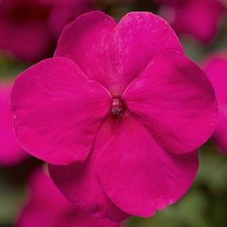 Бальзамин Экстрим F1 Брайт Роуз [100 шт] - ООО «Семена Тут»