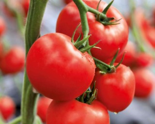 img-1: Томат Фрида F1 - ООО «Семена Тут»