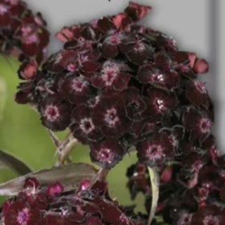 img-0: Гвоздика Турецкая Нигриканс - ООО «Семена Тут»