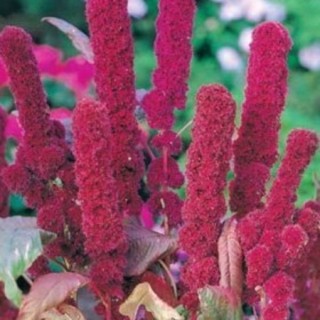 Амарант метельчатый Ред Кафедрал - ООО «Семена Тут»