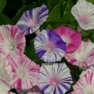 img-0: Ипомея Карнавал в Венеции - ООО «Семена Тут»