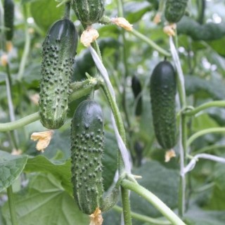 img-0: Огурец Хасбулат F1 - ООО «Семена Тут»