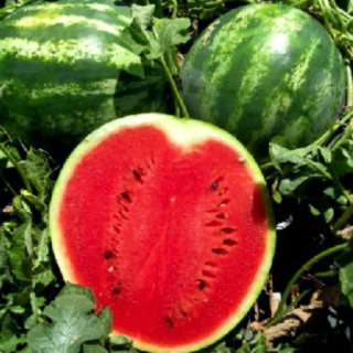Арбуз Кримсон Вондер - ООО «Семена Тут»