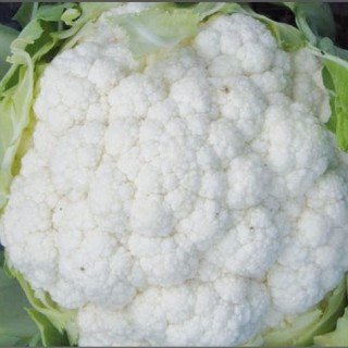 img-0: Капуста цветная Боник F1 - ООО «Семена Тут»