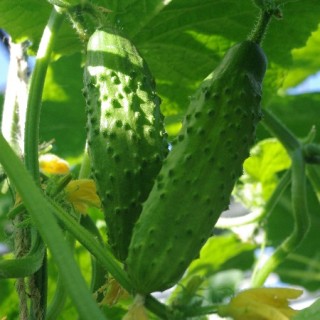 img-0: Огурец Казанова F1 - ООО «Семена Тут»