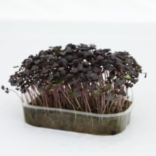 img-0: Базилик лиловый Философ МЗ - ООО «Семена Тут»